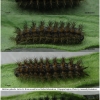 melit phoebe larva45hib volg3